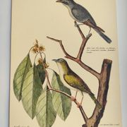 Gravure ancienne oiseau  -Preneur de Mouche- Planche zoologique de Seligmann & Catesby