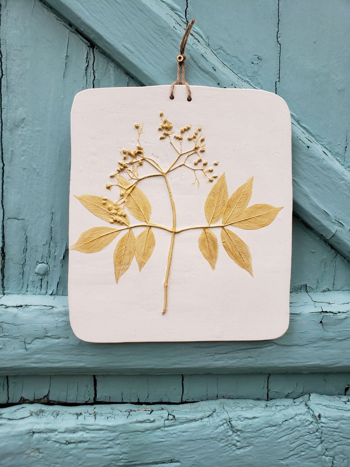 Plant table elderberry