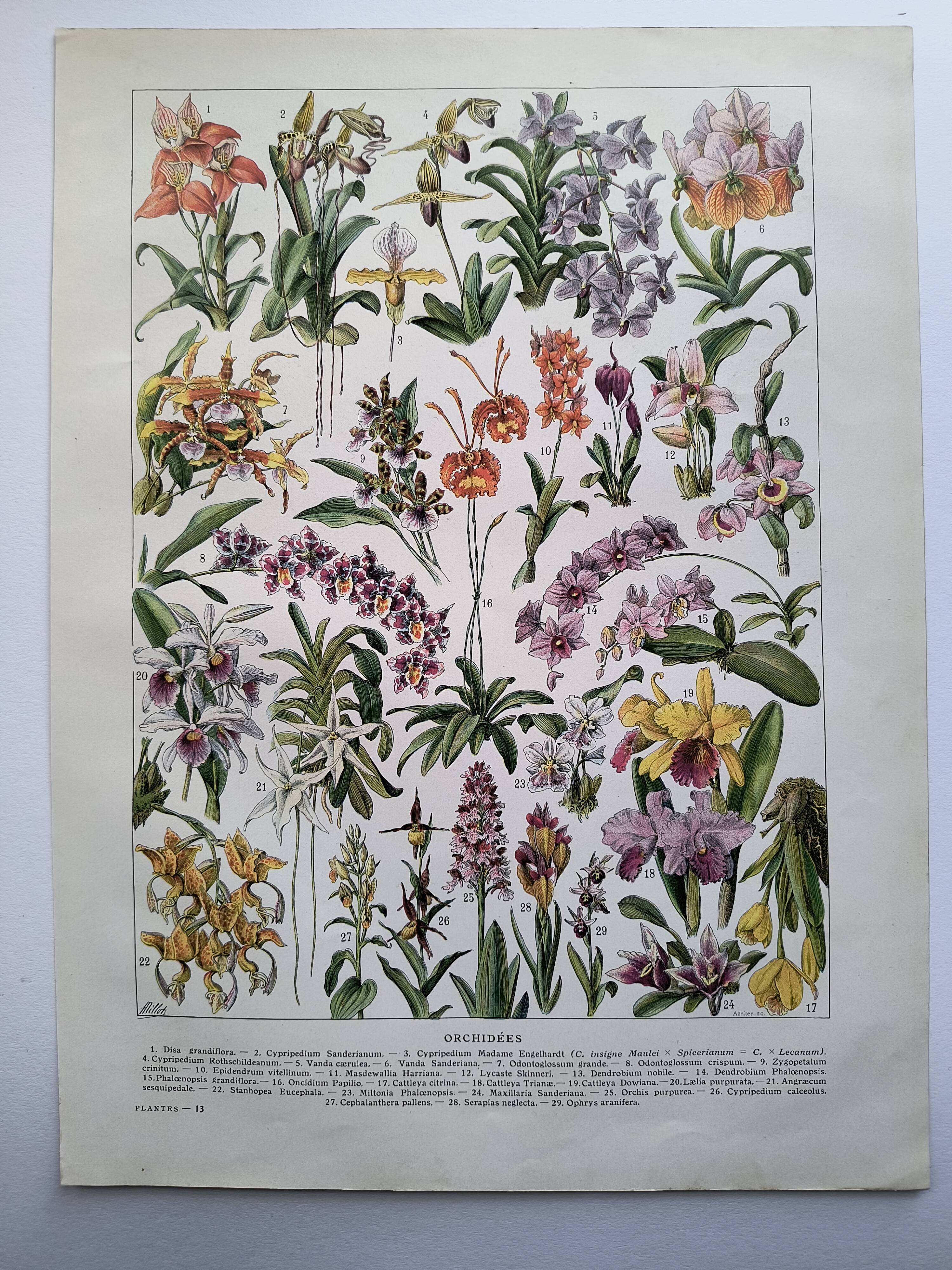 Antique botanical engraving, 1922 - Orchids by A. Millot - flora plate