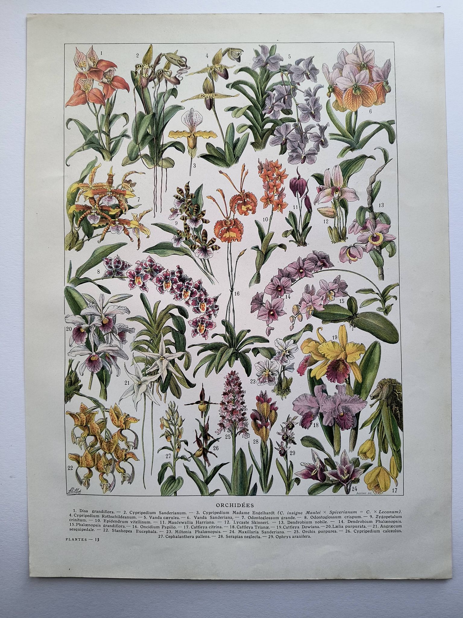 Gravure botanique ancienne  1922 - Orchidées par A.Millot - planche flore