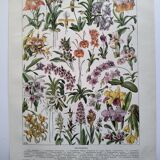 Antique botanical engraving, 1922 - Orchids by A. Millot - flora plate