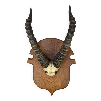 Trophy of antelope cobe of Buffon on escutcheon in old wood
