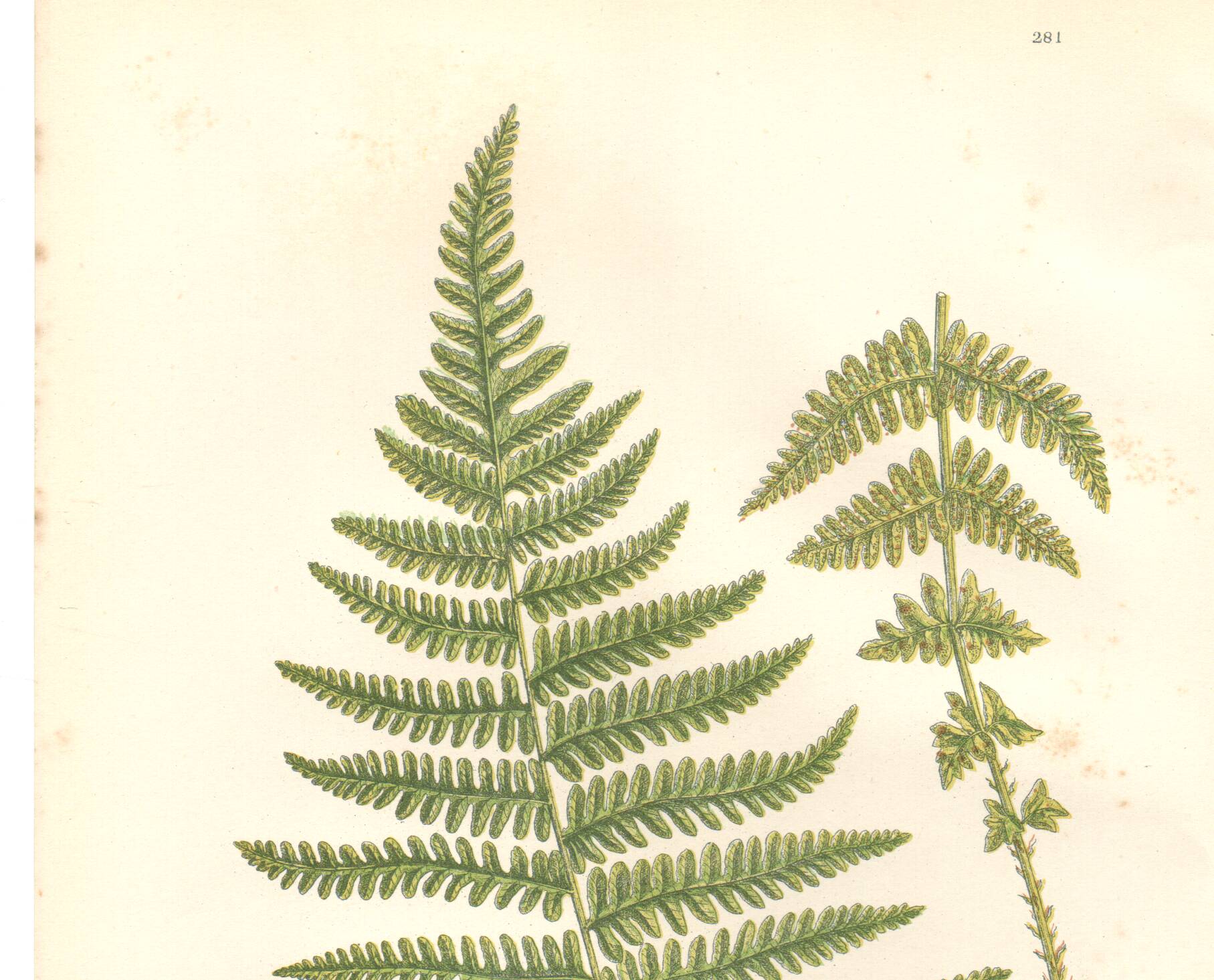 Chromolithographie ancienne botanique 1889 - Fougère des montagnes de Pratt