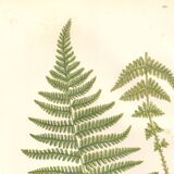 Chromolithographie ancienne botanique 1889 - Fougère des montagnes de Pratt