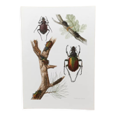 Ancient insect board