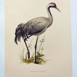 Old bird plate from the 1960s - Common Crane - Vintage illustration