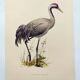 Old bird plate from the 1960s - Common Crane - Vintage illustration