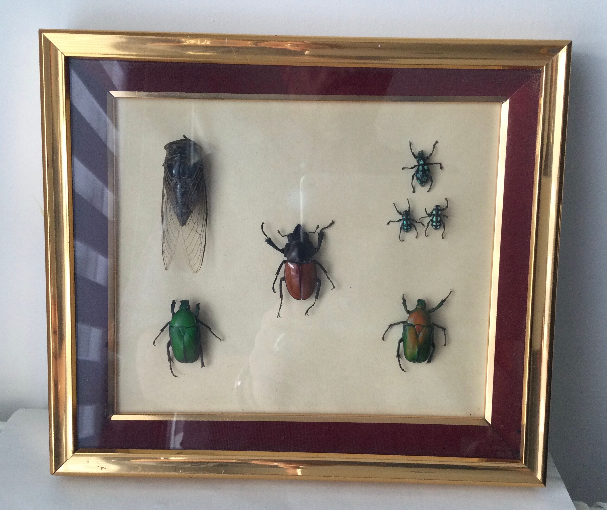 Subframe beetles