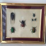 Subframe beetles