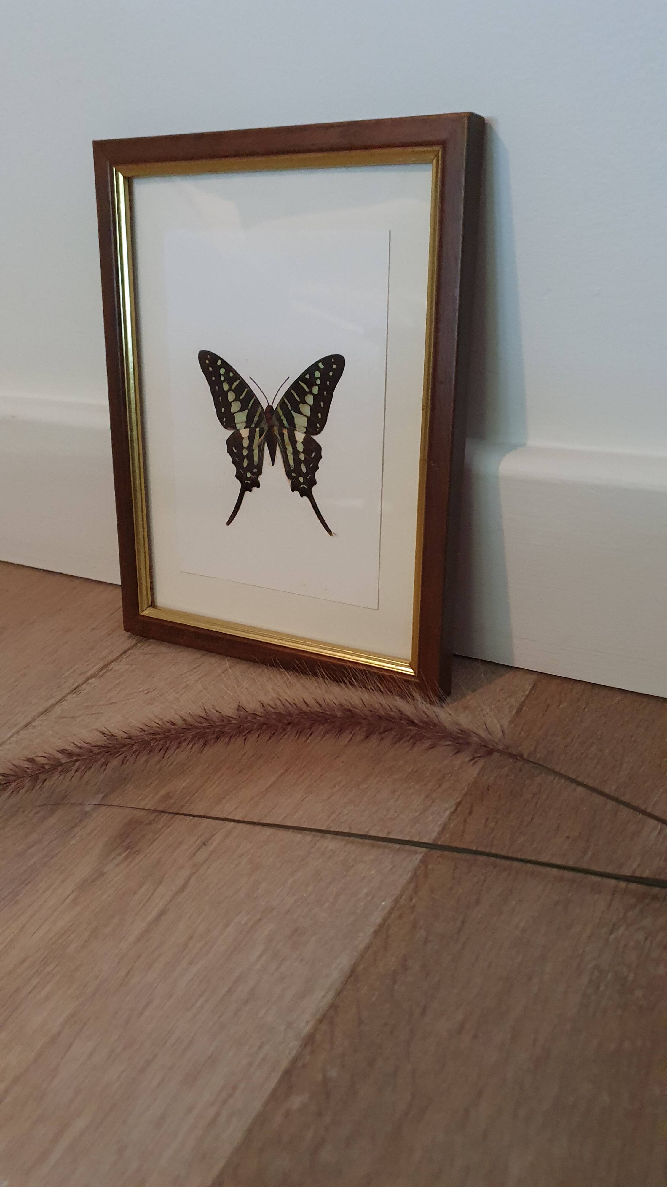 Naturalized butterfly in its old wooden frame
