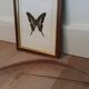 Naturalized butterfly in its old wooden frame