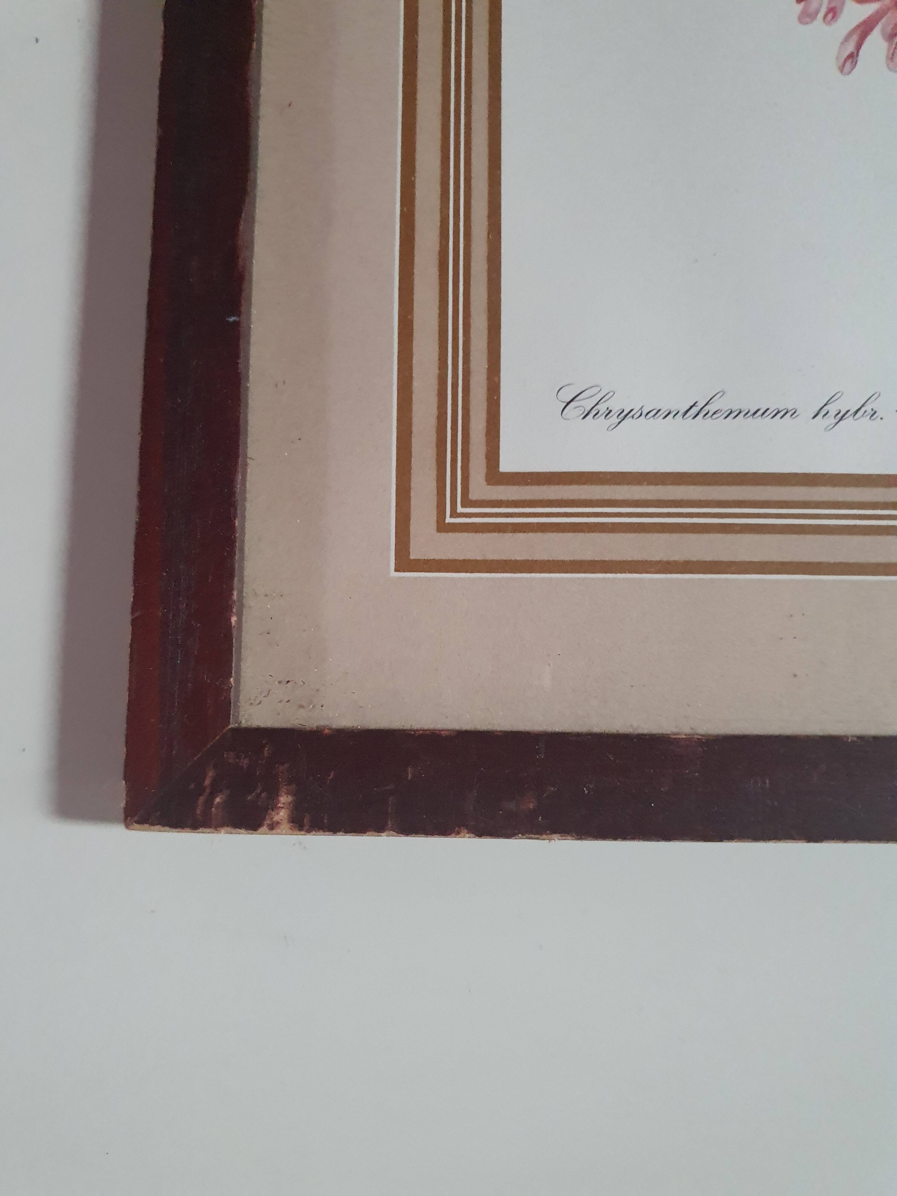 frame canvas poster vintage flowers chrysanthemim chrysanthemum ed smith deb w say scup