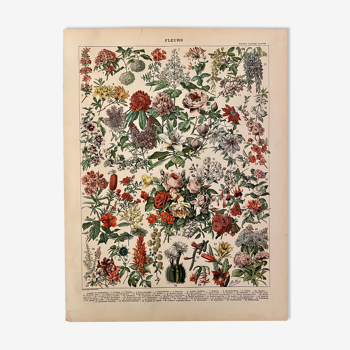 Lithographie gravure sur les fleurs de 1897 catalpa
