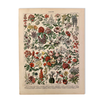 Lithograph engraving on theirs of 1897 (catalpa)