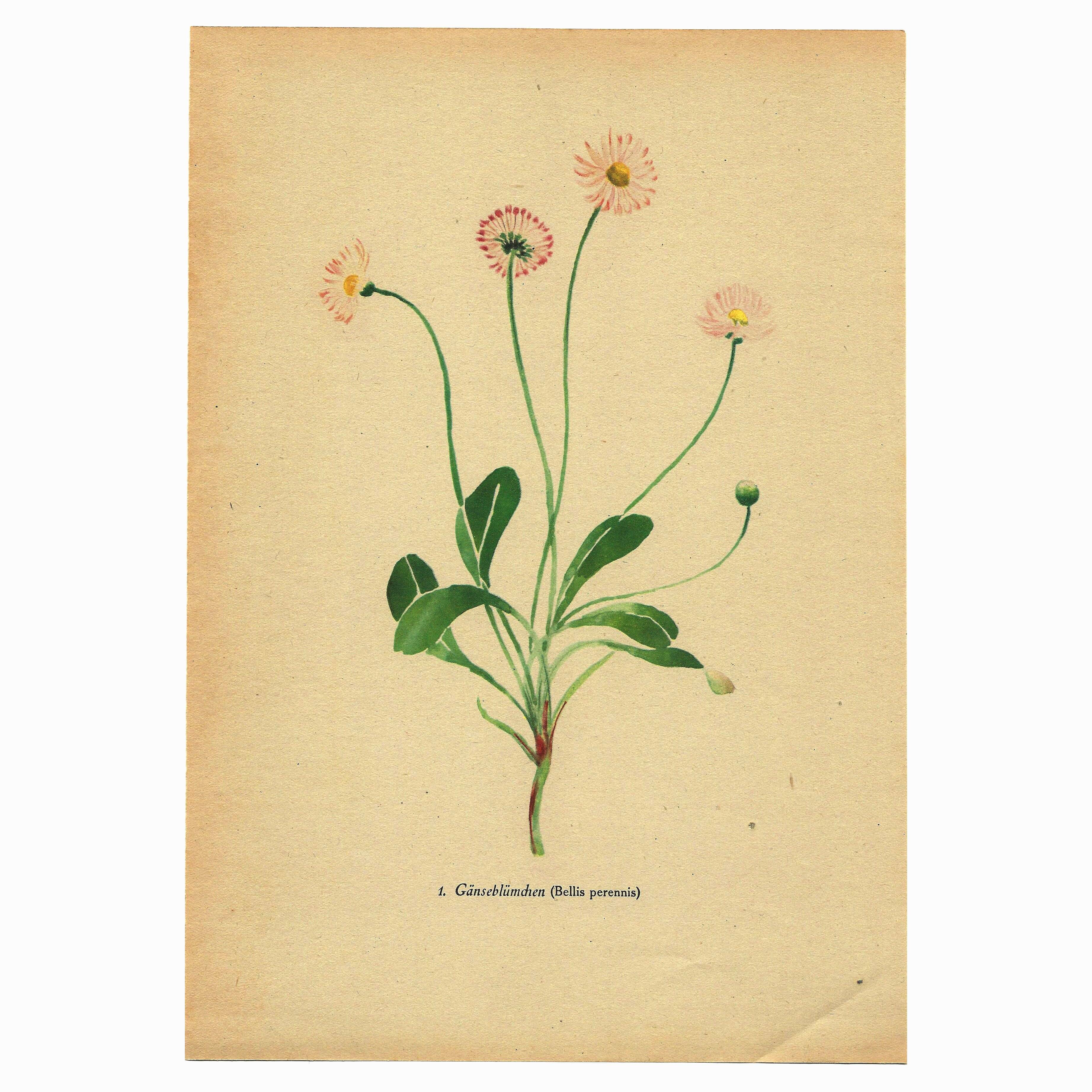 Old illustration 1948 - Daisy by H. Strache - Meadow flower