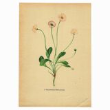 Old illustration 1948 - Daisy by H. Strache - Meadow flower