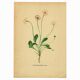 Old illustration 1948 - Daisy by H. Strache - Meadow flower