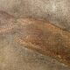Signed oil on canvas painting "woman lying on her stomach"