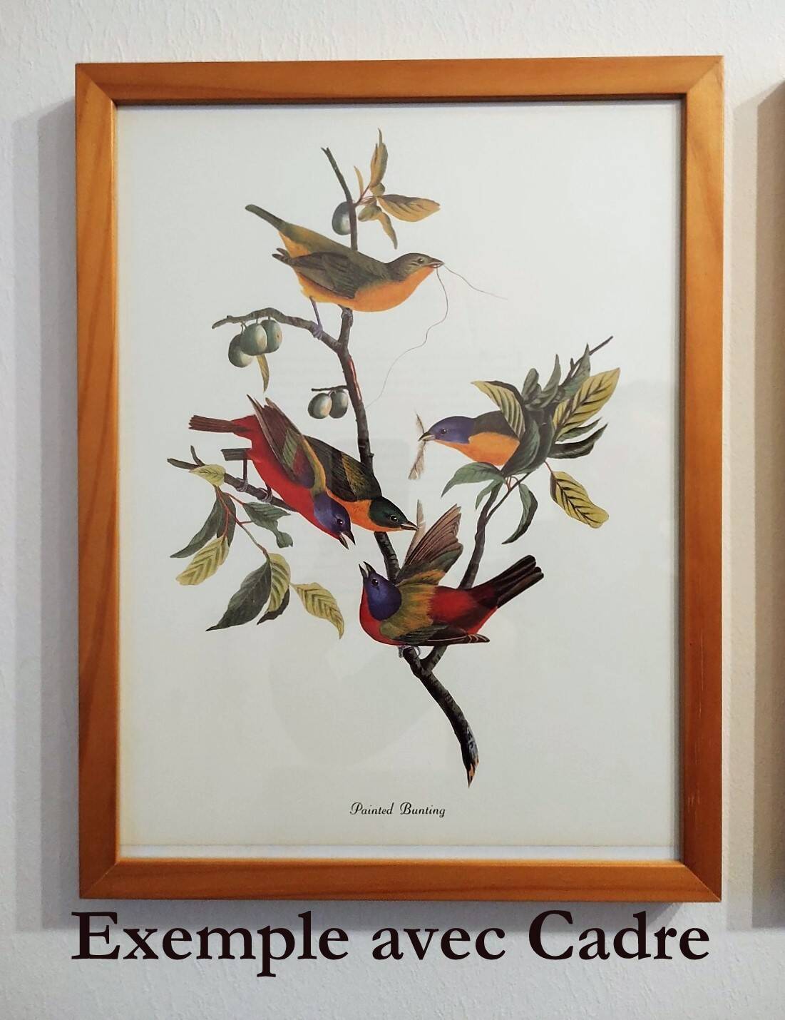 Bird board by JJ Audubon - Bachman's Warbler - 🐦 Zoological and ornithological illustration