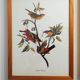 Bird board by JJ Audubon - Bachman's Warbler - 🐦 Zoological and ornithological illustration