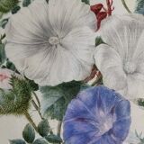 Cadre du début du XIXème siècle, bouquet de fleurs sauvages, signé, élève de Pierre-Joseph Redouté