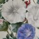 Cadre du début du XIXème siècle, bouquet de fleurs sauvages, signé, élève de Pierre-Joseph Redouté