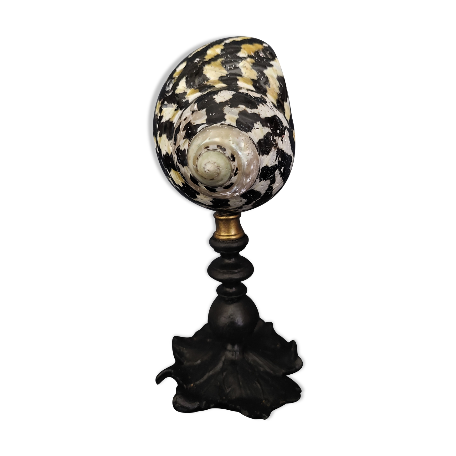 Cabinet of Curiosities shell cittarium pica on base