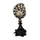 Cabinet of Curiosities shell cittarium pica on base