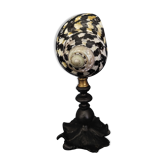 Cabinet of Curiosities shell cittarium pica on base