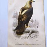 Antique print from 1849. Imperial Eagle by E. Travies. Engraving by Orbigny.