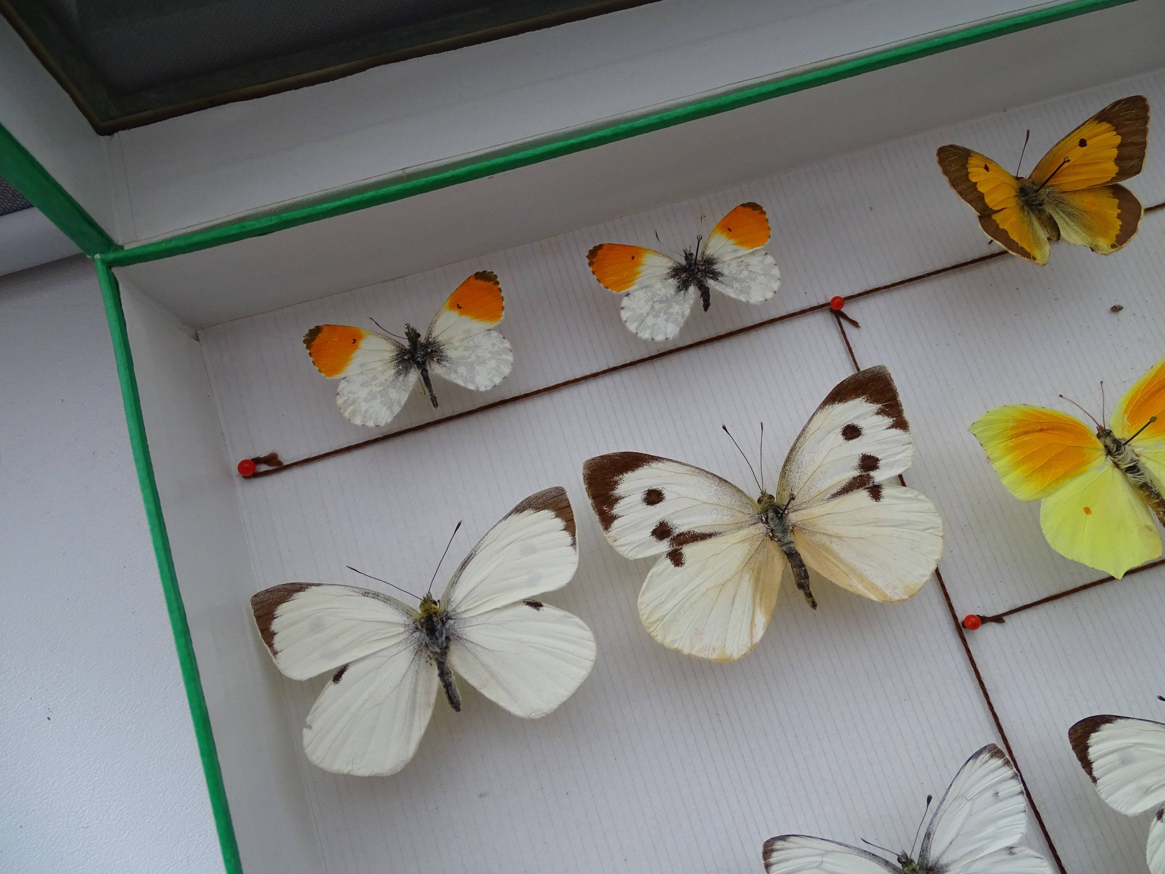 25 ancient stuffed butterflies under frame era 1930