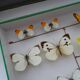25 ancient stuffed butterflies under frame era 1930