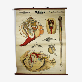 Displays 19th century by Rudolf Leuckart "invertebrates molluscs"