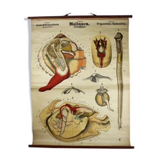 Affiche XIXe siècle par Rudolf Leuckart "mollusques invertébrés"