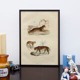 Vintage animal engraving illustration - 1850