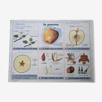 Ancienne affiche scolaire vintage pomme cidre feuille botanique