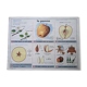 Old vintage school poster apple cider botanical leaf
