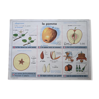 Ancienne affiche scolaire vintage pomme cidre feuille botanique