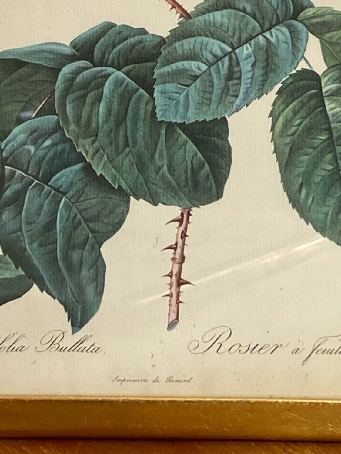 Botanical poster, Rosa Centifolia, after PJ Redouté