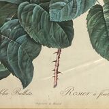 Botanical poster, Rosa Centifolia, after PJ Redouté