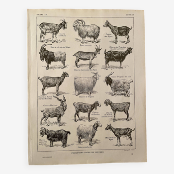 Lithographie sur les chèvres - 1920