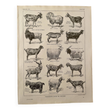 Lithograph on goats - 1920
