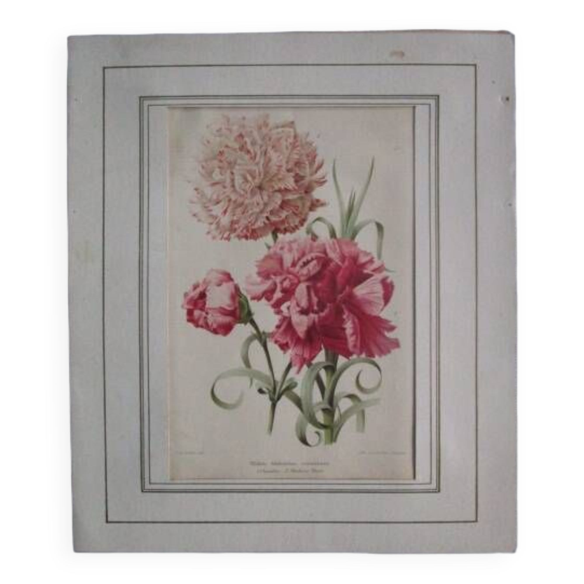 Old botanical engraving "carnations"