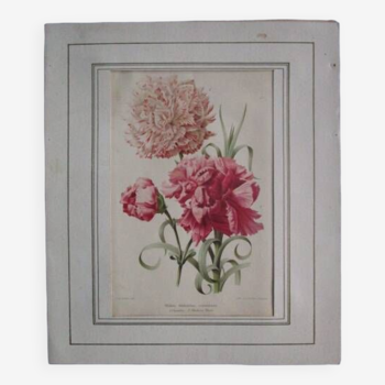 Old botanical engraving "carnations"