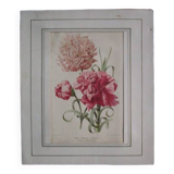 Old botanical engraving "carnations"