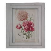 Old botanical engraving "carnations"
