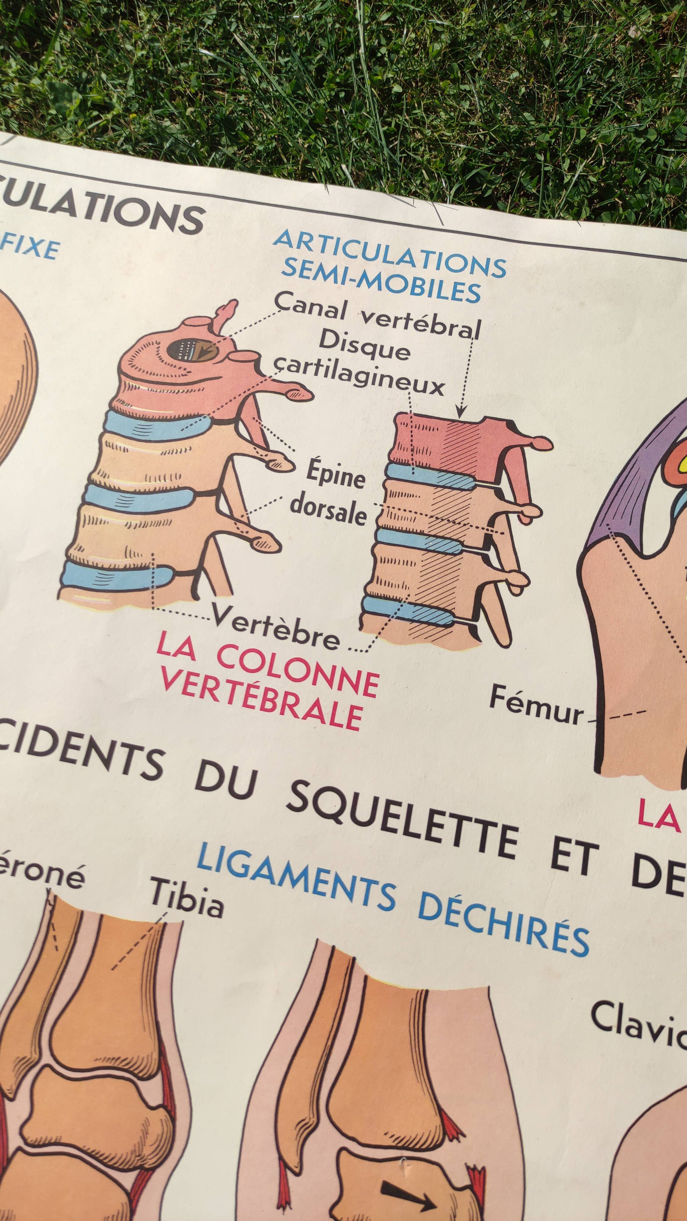 Educational poster on the skeleton and joints
