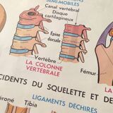 Educational poster on the skeleton and joints