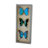 Table under glass blue naturalized butterflies