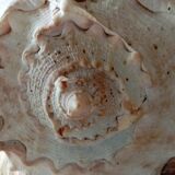 Blackcurrant shell cornuta